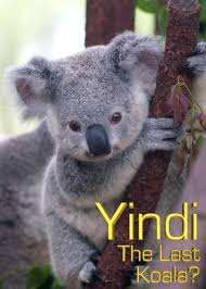 Yindi the Last Koala (1996)
